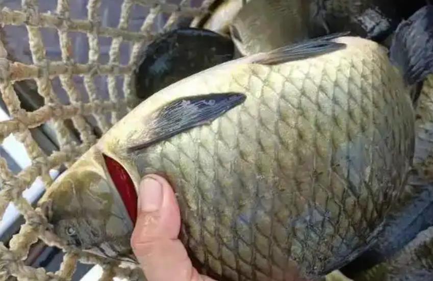 <b>鲫鱼皮肤糜烂怎么办？专业解析病因与应对之策</b>