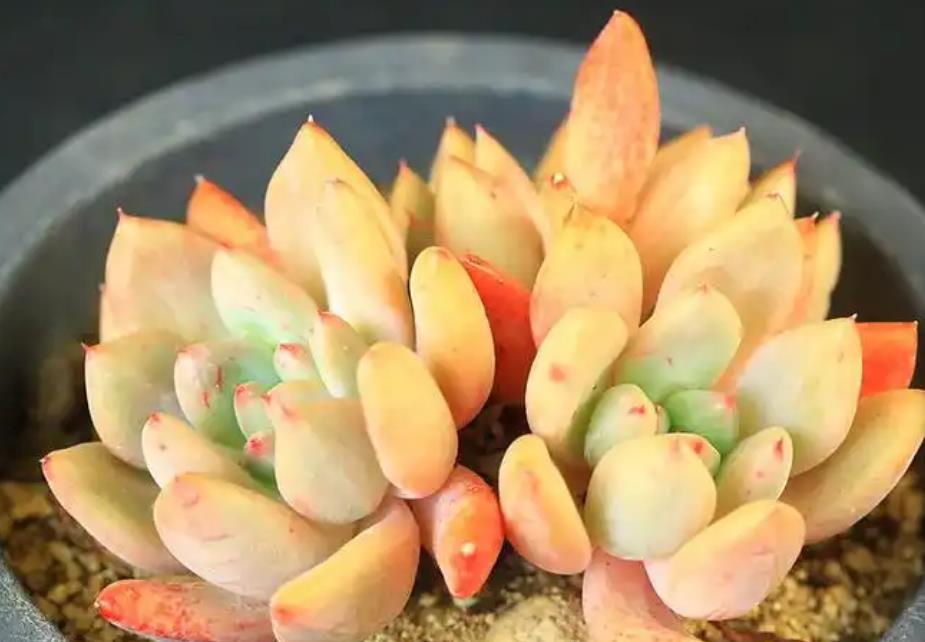 处女座多肉养护秘籍:颜色丰富,精致如画的植物精灵