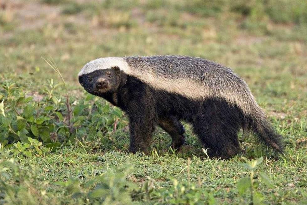 蜜獾是什么动物,有什么特点?