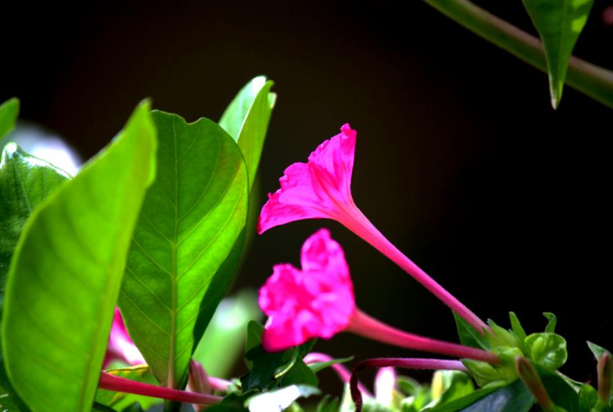 五香梅是梅花吗,什么时候开花?