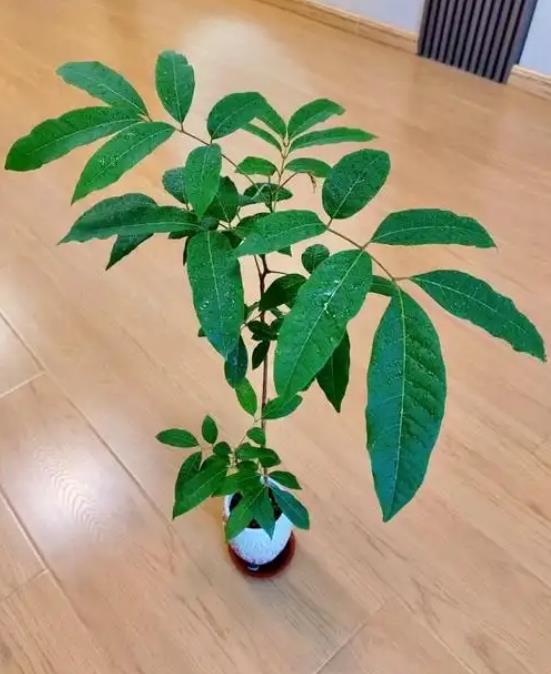 桂圆树盆栽几年结果?