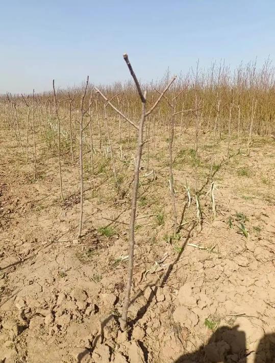 山楂树怎么育苗?详细步骤教你轻松种植