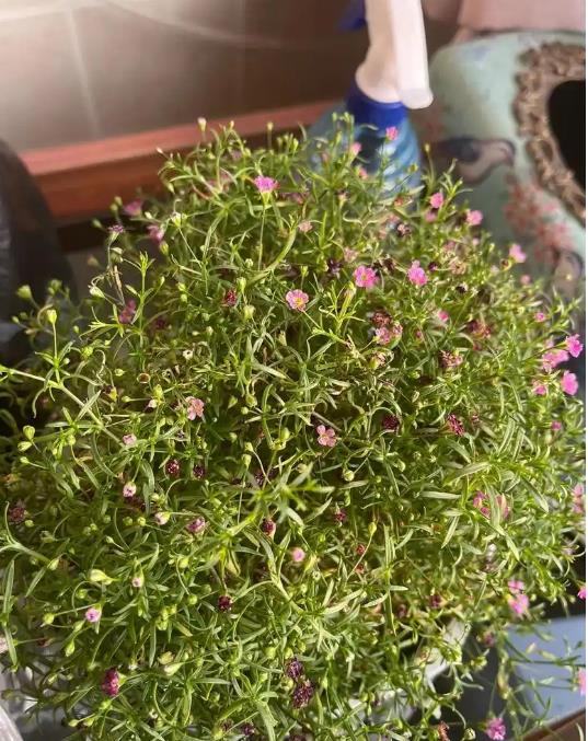 满天星怎么养?掌握这几点,让花朵璀璨如星