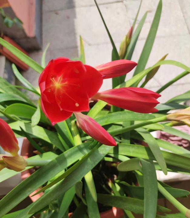 紫根兰一年开几次花,冬天怎么养护和管理?