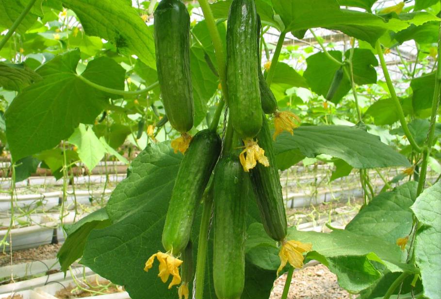 黄瓜种植攻略:揭秘农药的选择与使用