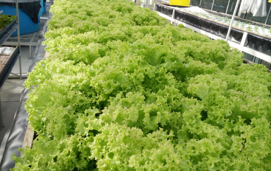 土种生菜和培养生菜的区别是什么?
