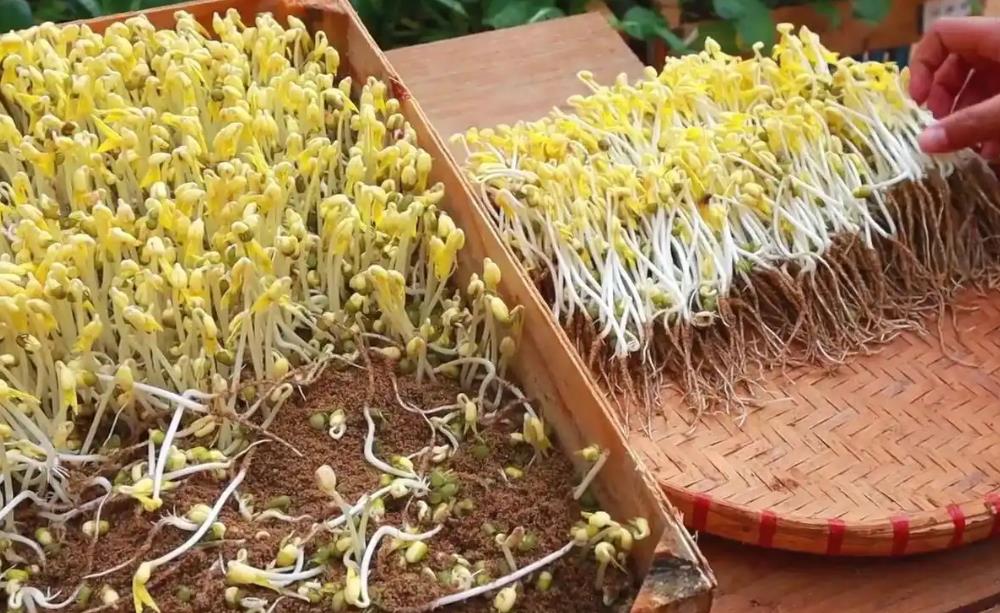 <b>豆芽是用水还是土培？</b>