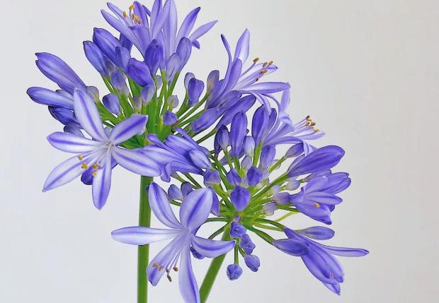 <b>紫君子兰寓意深远：谦逊尊重，坚韧希望</b>