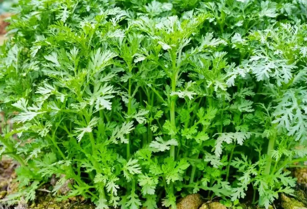 茼蒿属于寒性蔬菜吗?