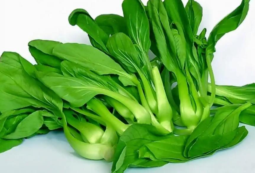<b>油菜有多少品种？一篇文章带你全面了解</b>