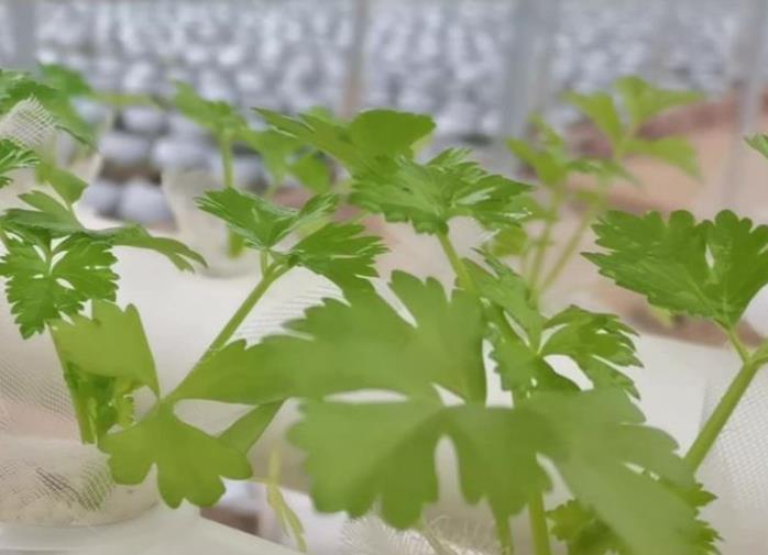 <b>水芹菜是水培种植的吗？</b>