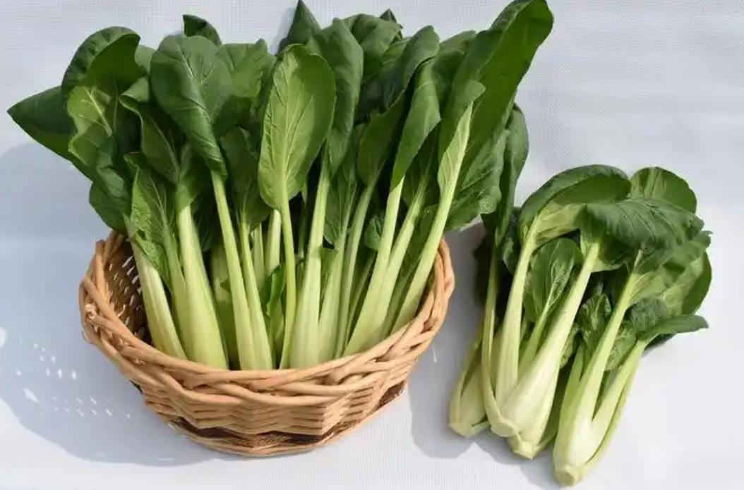 油菜有多少品种?一篇文章带你全面了解