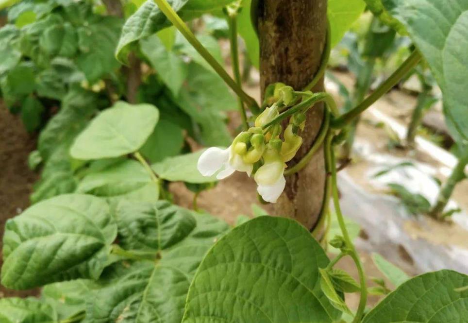 <b>芸豆开花前管理要点：施肥与浇水并重</b>