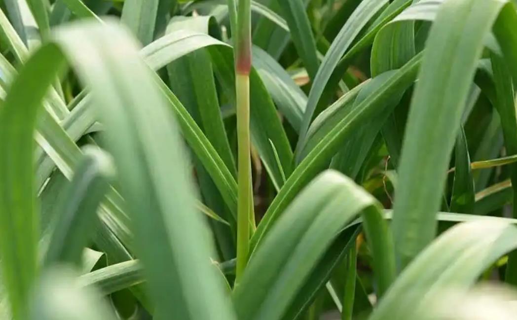 蒜苔生长期间肥料选择:氮肥钾肥磷肥缺一不可