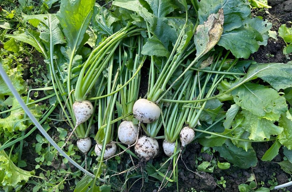 <b>芜菁种子播种时机揭秘：春季与秋季的最佳选择</b>