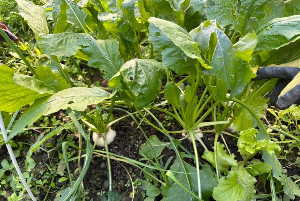 芜菁种子播种时机揭秘:春季与秋季的最佳选择