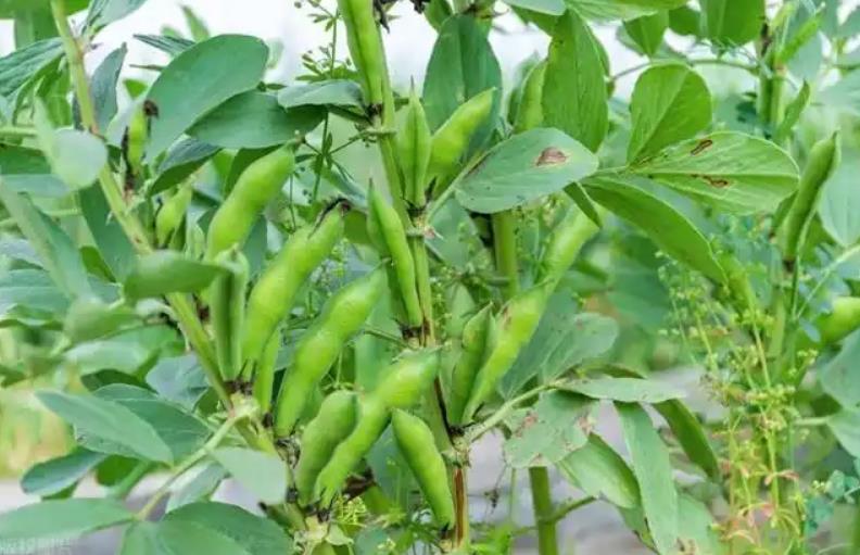蚕豆越冬实用技巧:让你的蚕豆在冬天也能茁壮成长