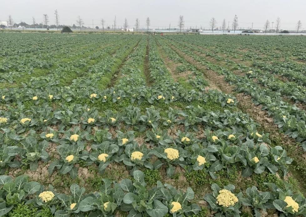 菜花高产秘诀:合理设置行距与株距是关键