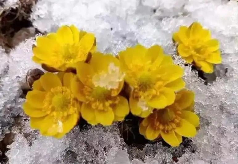 <b>冰凌花开花多长时间，生长养殖条件是什么？</b>