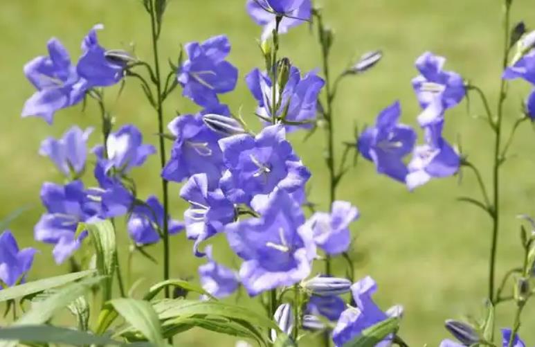 蓝铃花怎么养护和管理?