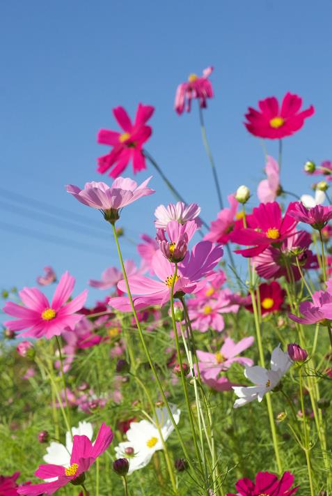 藏族文化中的格桑花花语:吉祥、美好与坚韧不拔的寓意化身