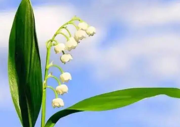 <b>铃兰花几月份栽种最好活？</b>