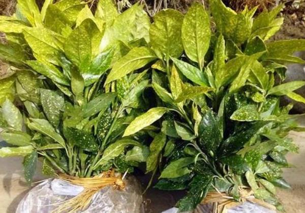 洒金珊瑚是什么植物，有什么特点和作用