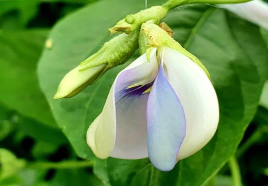 <b>豆角开花期如何保花保果？农业专家来支招</b>
