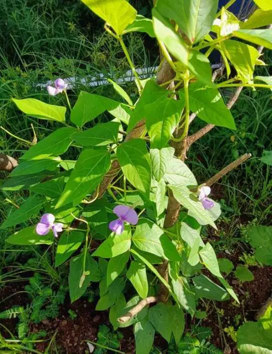 豆角开花期如何保花保果?农业专家来支招