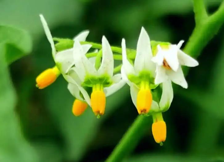 <b>龙葵花何时绽放？秋季清晨，美丽绽放</b>