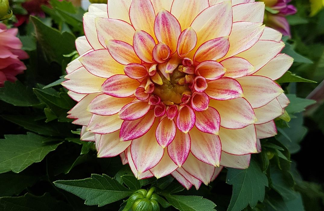 宿根花卉是什么意思,有哪些经典花卉?