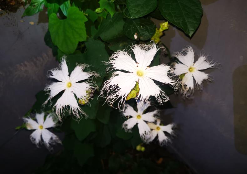 <b>藤本植物花卉大全：让你的阳台四季花开不断</b>