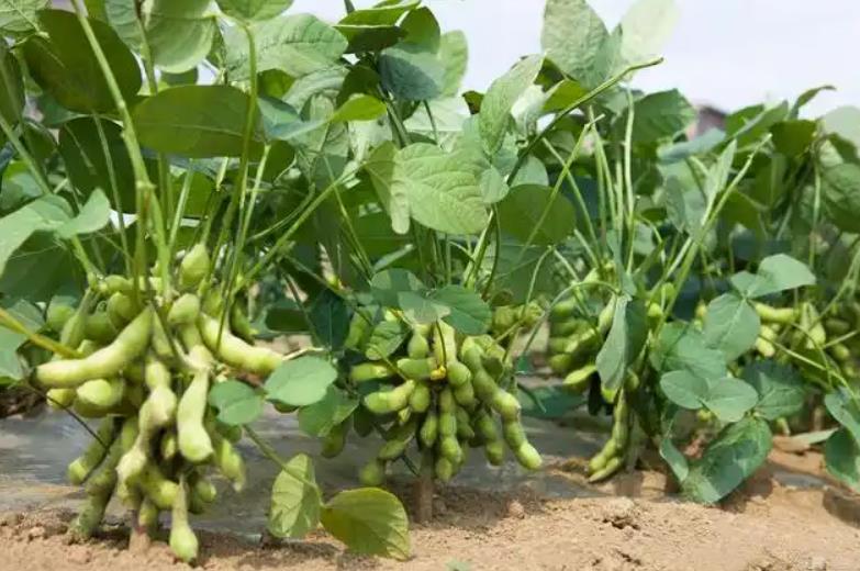 毛豆种植新手指南:育苗技巧与注意事项