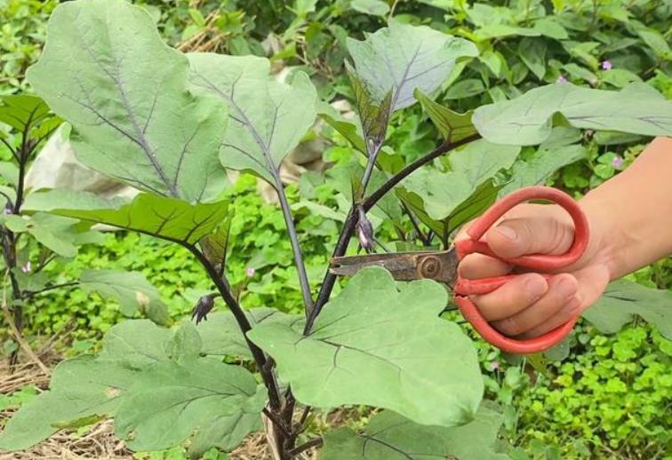 <b>茄子种植技巧：如何正确修枝打叉提高产量</b>