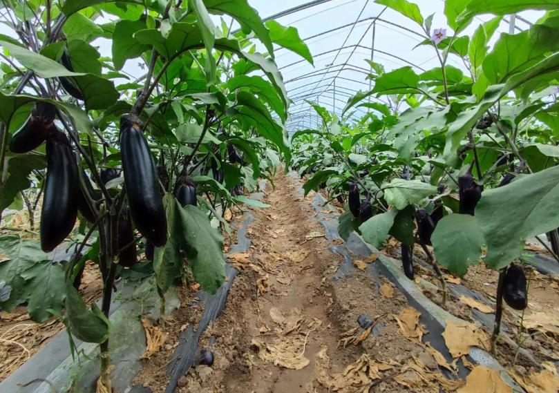 茄子种植技巧:如何正确修枝打叉提高产量