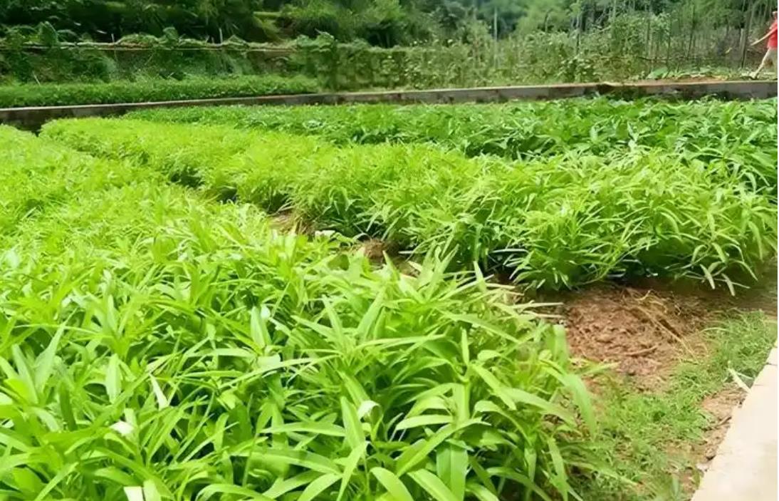 空心菜叶面肥喷洒攻略:掌握黄金时机,打造优质菜园