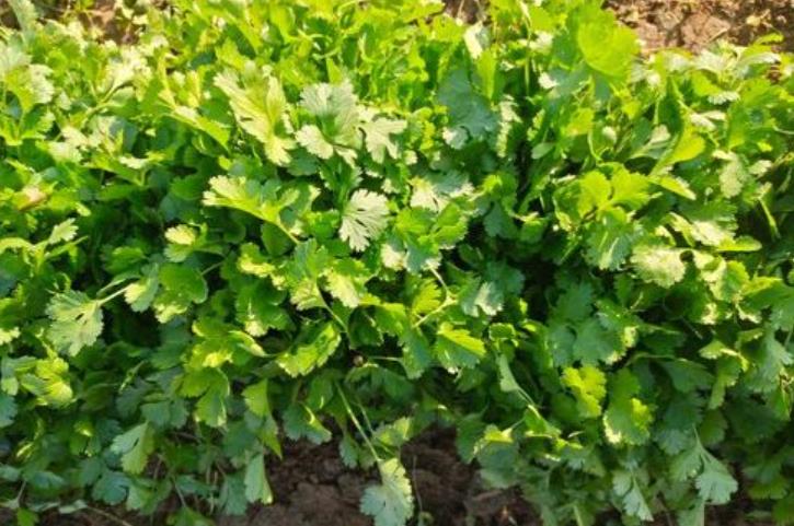 <b>小叶香菜VS大叶香菜的区别与挑选技巧</b>