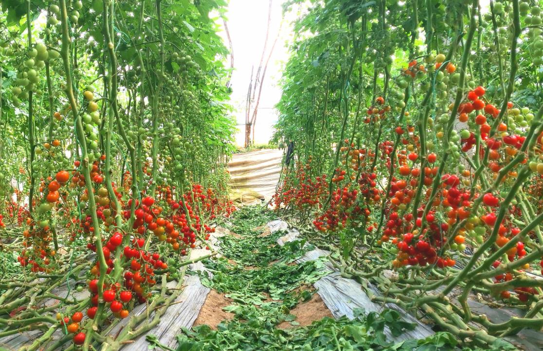 怎么种植出酸甜可口的西红柿?