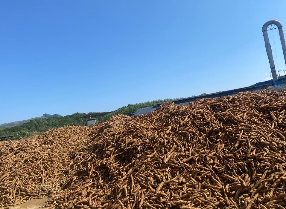 糟渣饲料适合喂什么畜牧养殖?