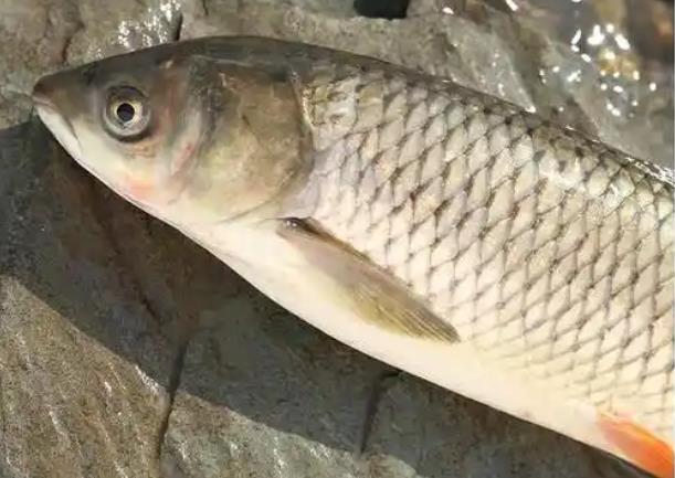 <b>草鱼鳍条出血怎么办？专家教你如何快速应对</b>