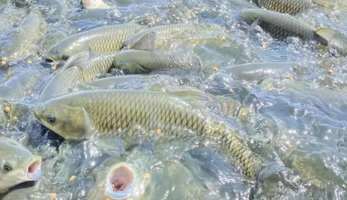 草鱼鳍条出血怎么办?专家教你如何快速应对