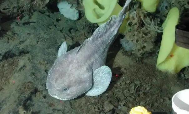 水滴鱼长什么样？揭秘深海中的奇特生物