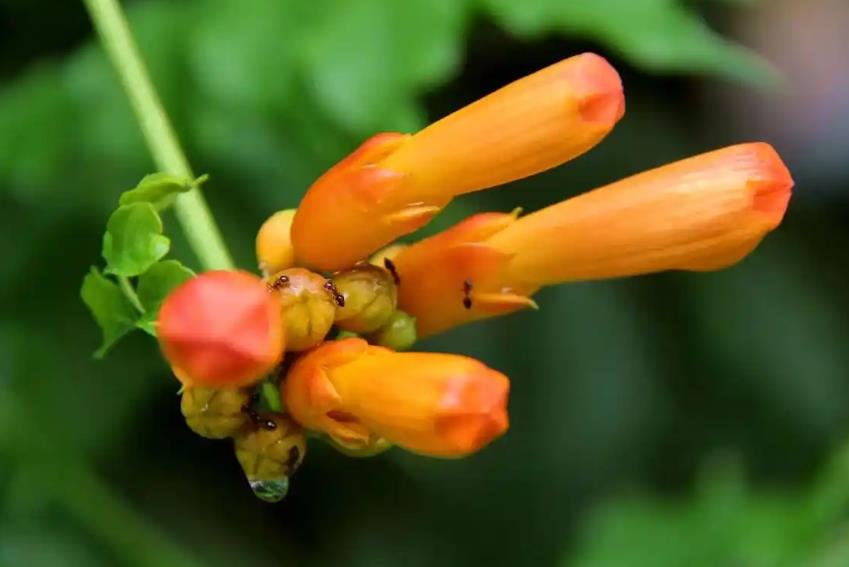 <b>凌霄花什么时候开花，怎么造型好看？</b>