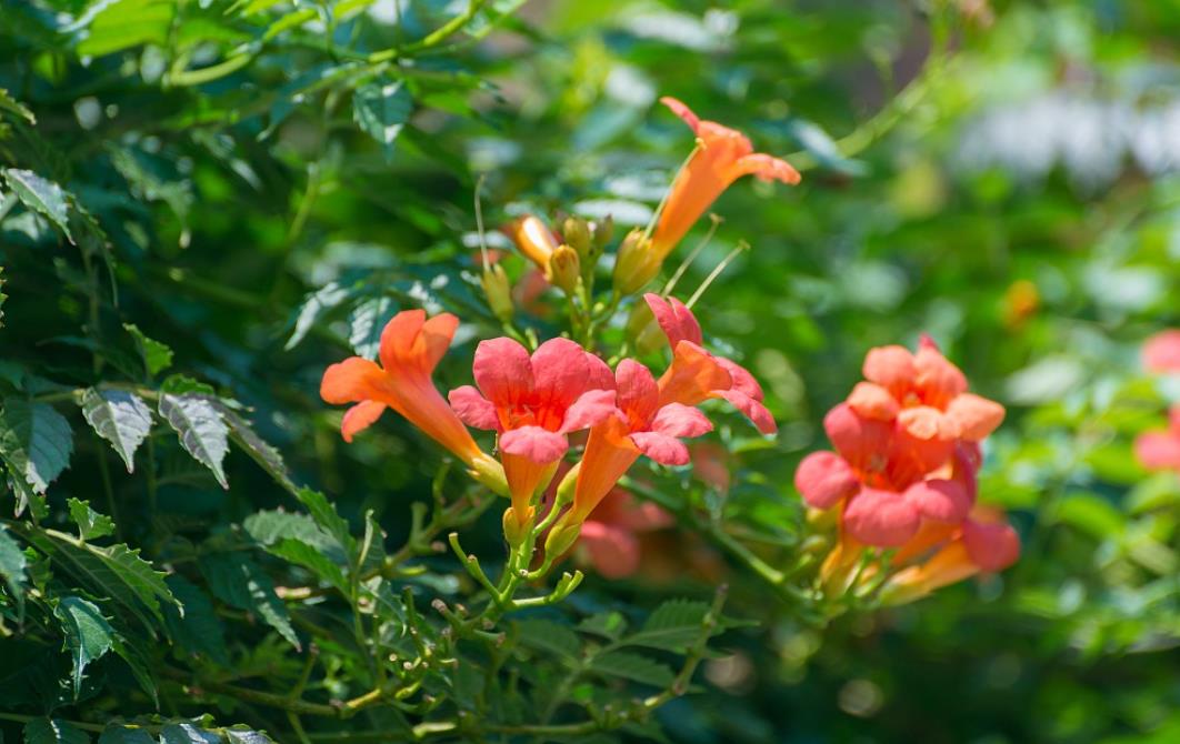 凌霄花什么时候开花,怎么造型好看?