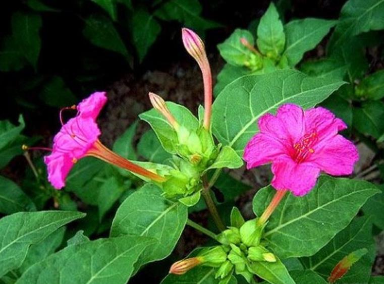 <b>胭脂花开花时间是几月，有多少种颜色？</b>
