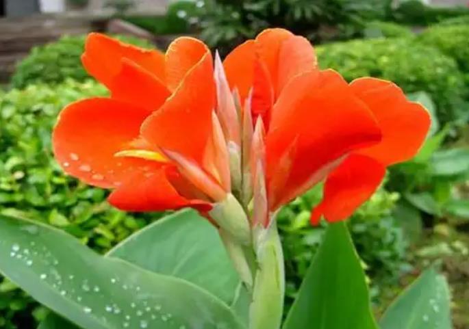 <b>美人蕉花开何时？冬季如何养护？</b>