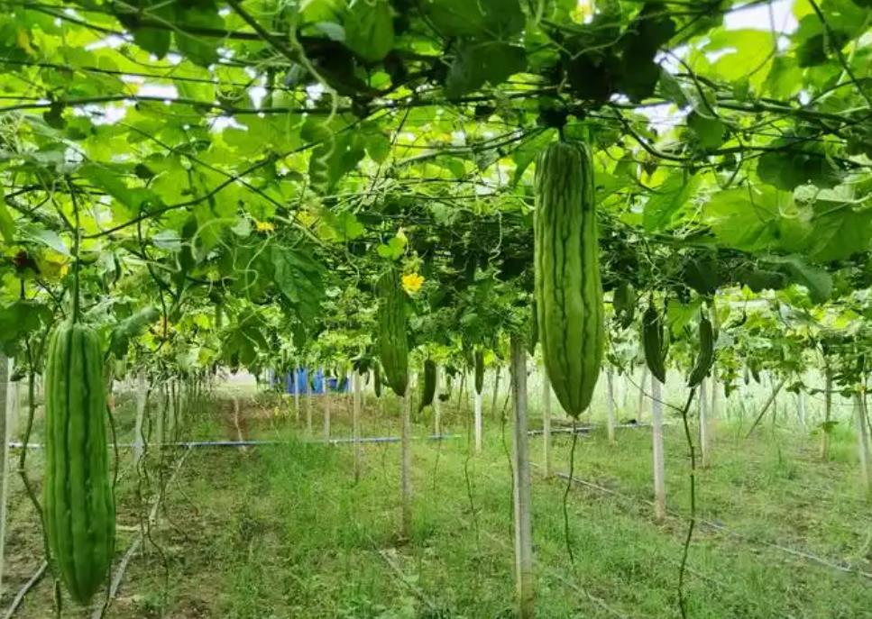 北方苦瓜何时播种?农民伯伯告诉你最佳时机