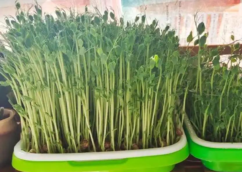 <b>种植豌豆前是否要泡种子？</b>