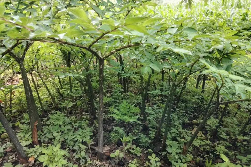 北方魔芋种植品种有哪些?这些品种最适合!