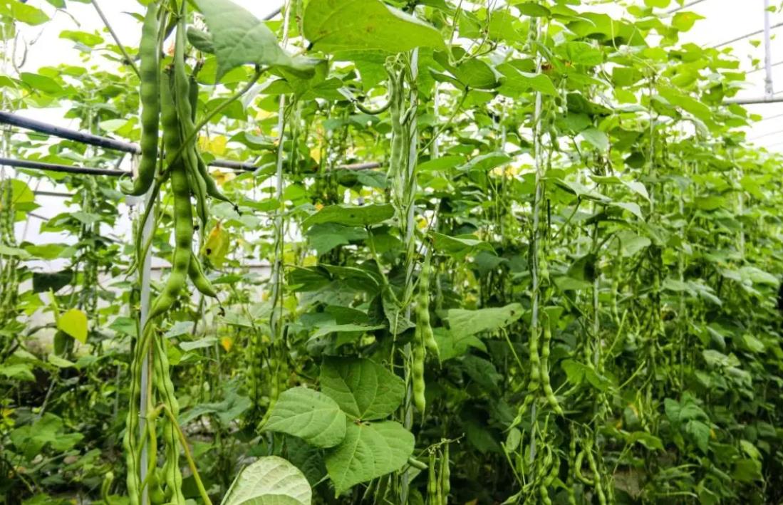 大棚种植四季豆周期多少天?